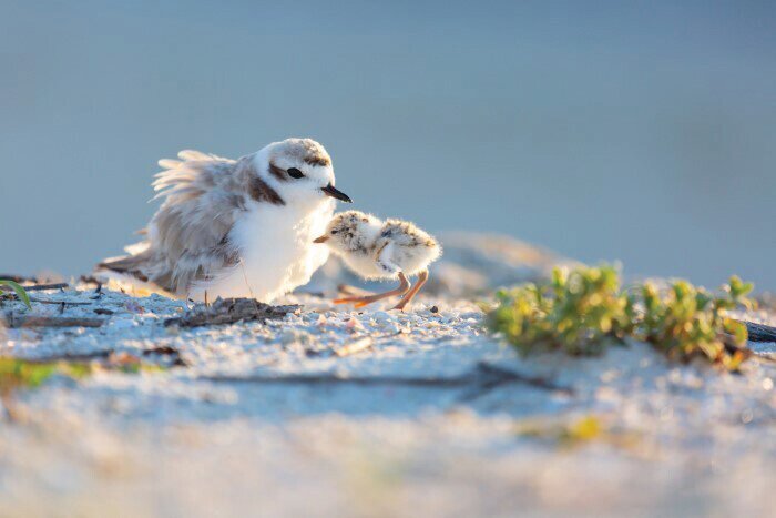 Even well-behaved dogs frighten shorebirds and can cause them to abandon their eggs and chicks.